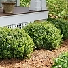 BoxwoodSprinter1