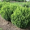 BoxwoodSprinter2
