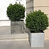 BoxwoodSprinter3