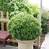 BoxwoodSprinter4