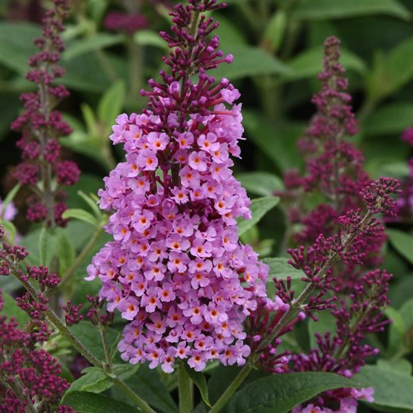 Buddleia