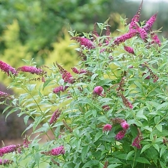BuddleiaMissMolly-mainprofilepic