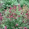 BuddleiaMissMolly1