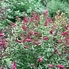 BuddleiaMissMolly2