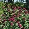 BuddleiaMissMolly3