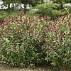 BuddleiaMissMolly5