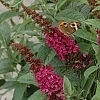 BuddleiaMissMolly_E