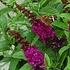 BuddleiaMissMolly