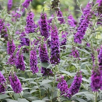 BuddleiaMissViolet-mainprofilepic