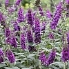 BuddleiaMissViolet-mainprofilepic