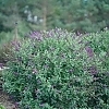 BuddleiaMissViolet1