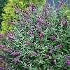 BuddleiaMissViolet2