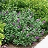 BuddleiaMissViolet3