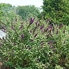 BuddleiaMissViolet4