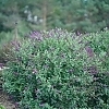 BuddleiaMissViolet_Eas