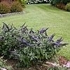 BuddleiaPugsterBlue1