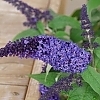 BuddleiaPugsterBlue2