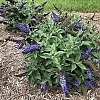 BuddleiaPugsterBlue3