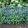 BuddleiaPugsterBlue4