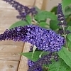 BuddleiaPugsterBlue_E