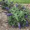 BuddleiaPugsterBlue_Ea