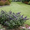 BuddleiaPugsterBlue