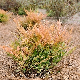 COOL-GLOW-PEACH-NANDINA