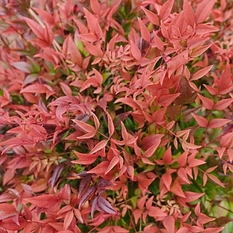 COOL-GLOW-POMEGRANITE-NANDINA