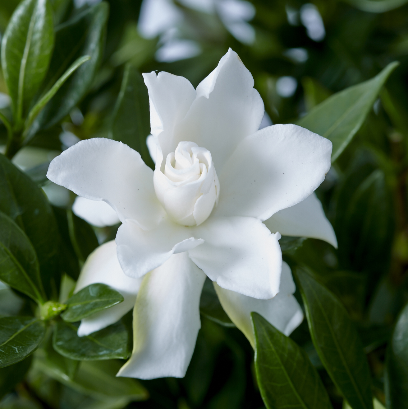 Gardenia