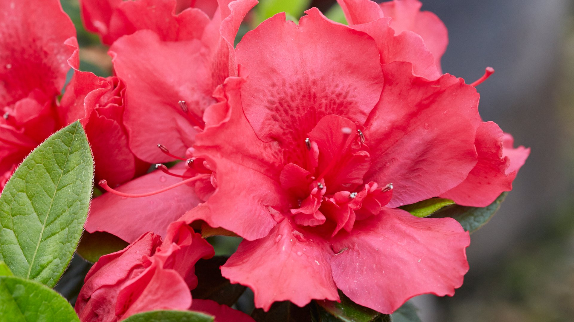 D<span class="letter-txt">é</span>j<span class="letter-txt">à</span>  Bloom<sup>®</sup> Azalea