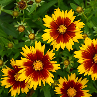 Coreopsis Uptick<sup>™</sup>