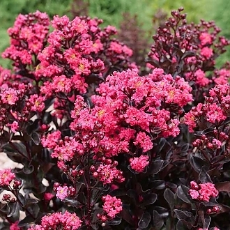 CrapeMyrtleCenterStagePink-mainprofilepic