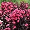CrapeMyrtleCenterStagePink-mainprofilepic