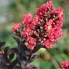 CrapeMyrtleCenterStagePink1