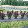 CrapeMyrtleCenterStagePink3