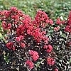 CrapeMyrtleCenterStagePink_2