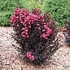 CrapeMyrtleCenterStagePink_4
