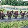 CrapeMyrtleCenterStagePink_E