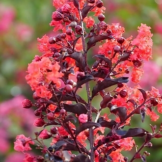 CrapeMyrtleCenterStageRed-mainprofilepic_Easy