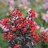 CrapeMyrtleCenterStageRed1