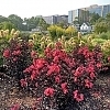 CrapeMyrtleCenterStageRed2