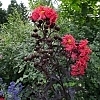 CrapeMyrtleCenterStageRed3_Easy