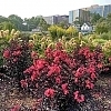 CrapeMyrtleCenterStageRed_E