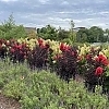 CrapeMyrtleCenterStageRed_Eas