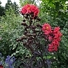CrapeMyrtleCenterStageRed_Easy-Resize.com_1_