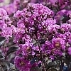 Crape_Myrtle_Purely_Purple_4