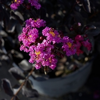 Crape_Myrtle_Purely_Purple