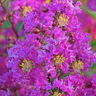 Crapemyrtle_Amethyst_King