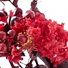 Crapemyrtle_Crimson_Red