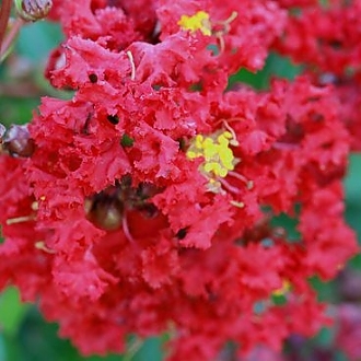 Crapemyrtle_Garnet_King